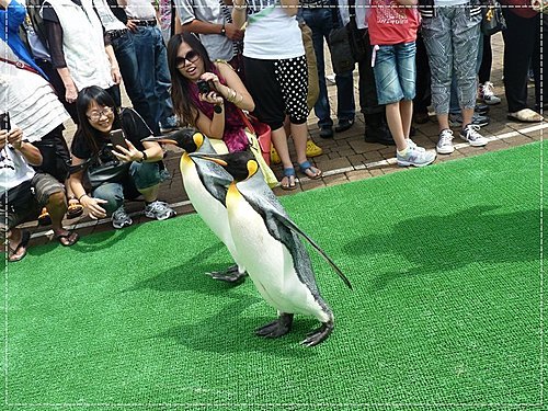 2011北海道之旅~登別海洋公園尼克斯(3) 26
