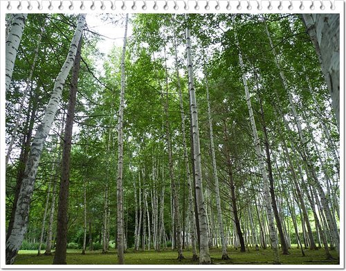 2011北海道之旅~拓真館08