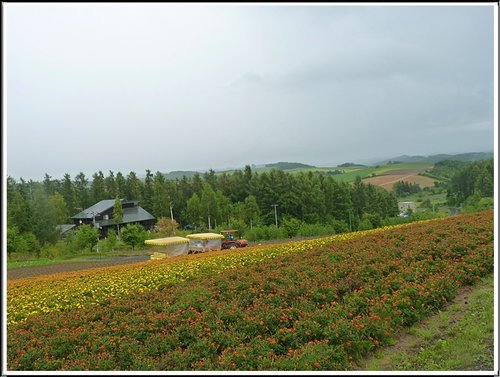 2011北海道之旅~四季彩之丘03