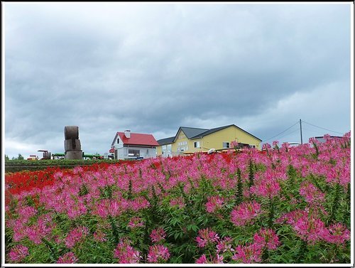 2011北海道之旅~四季彩之丘07