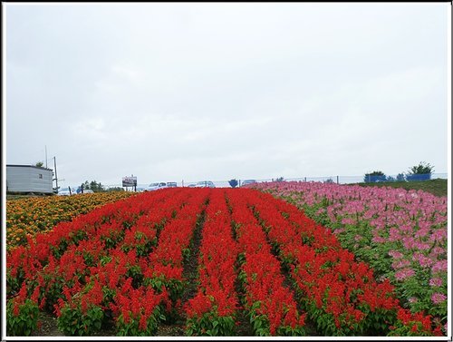 2011北海道之旅~四季彩之丘05