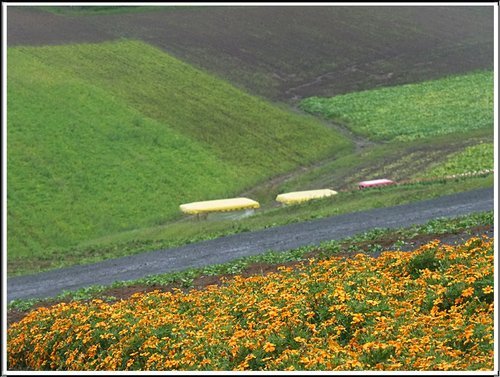 2011北海道之旅~四季彩之丘10