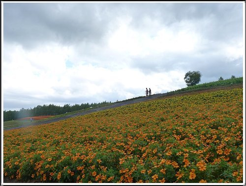 2011北海道之旅~四季彩之丘12