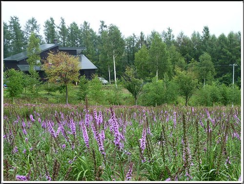 2011北海道之旅~四季彩之丘13