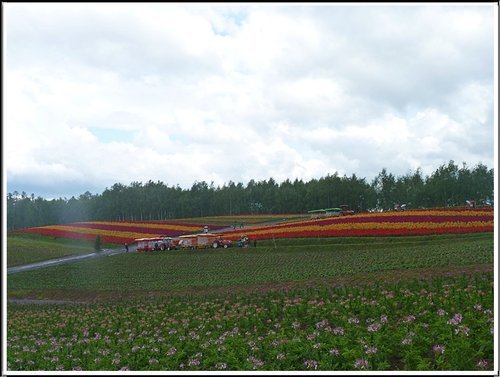 2011北海道之旅~四季彩之丘23