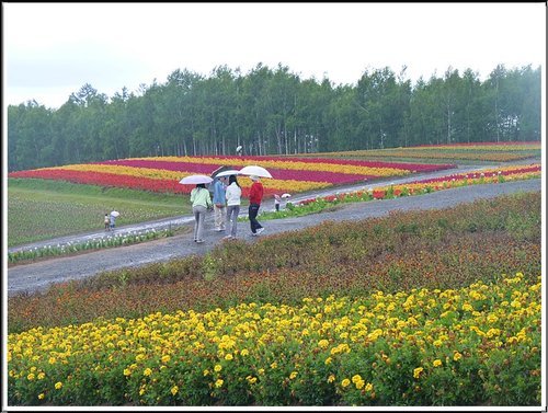 2011北海道之旅~四季彩之丘20