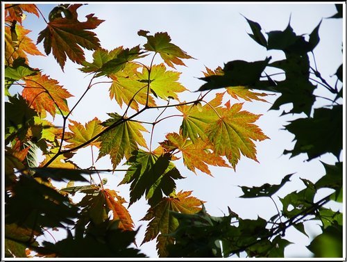 2011北海道之旅~滝之上自然公園風景篇 11