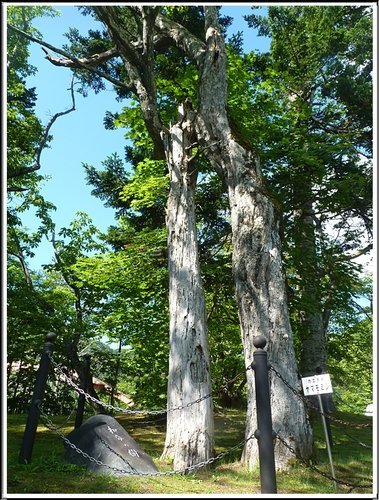 2011北海道之旅~滝之上自然公園風景篇 24