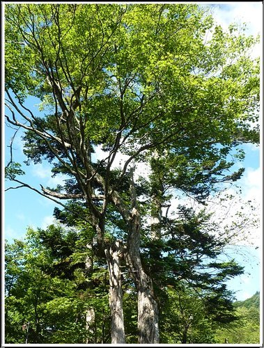2011北海道之旅~滝之上自然公園風景篇 26