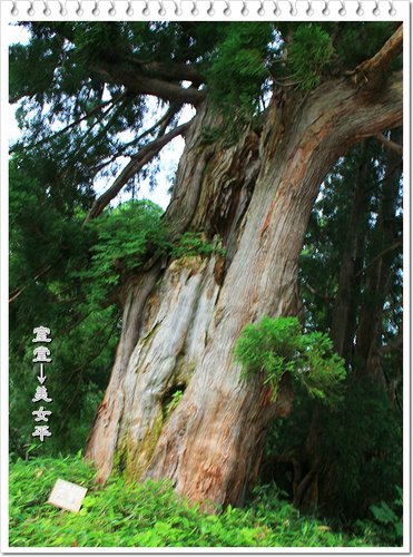 2012日本北陸之旅~室堂→美女平的風景33