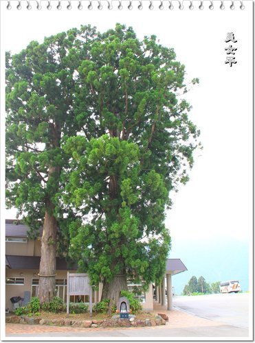 2012日本北陸之旅~室堂→美女平的風景41