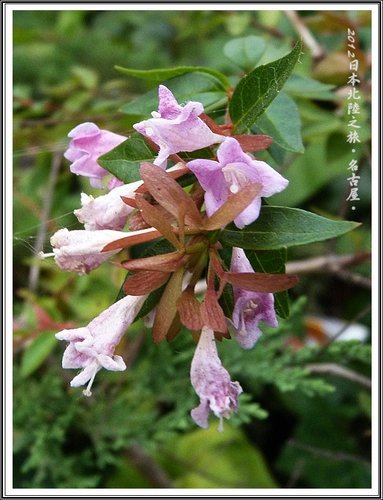2012日本北陸之旅~名古屋 20