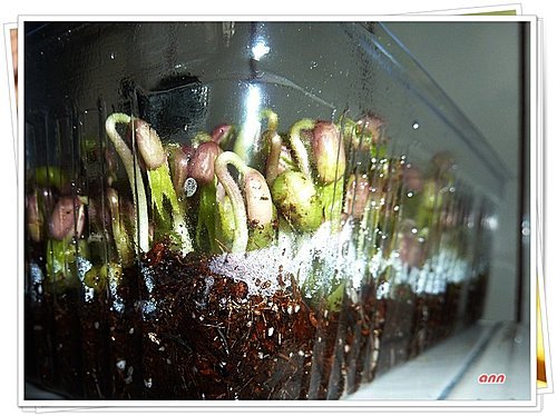 綠豆小盆栽04
