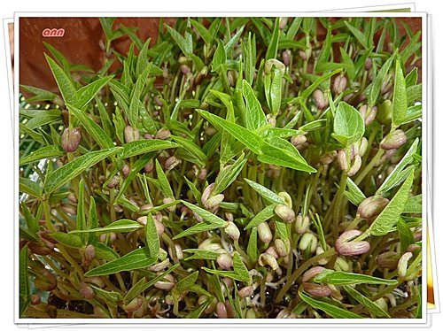 綠豆小盆栽07