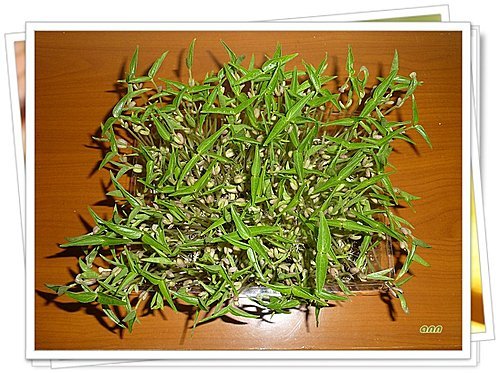 綠豆小盆栽11