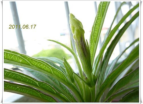 矮性紫色翠蘆莉~ 開花了 05