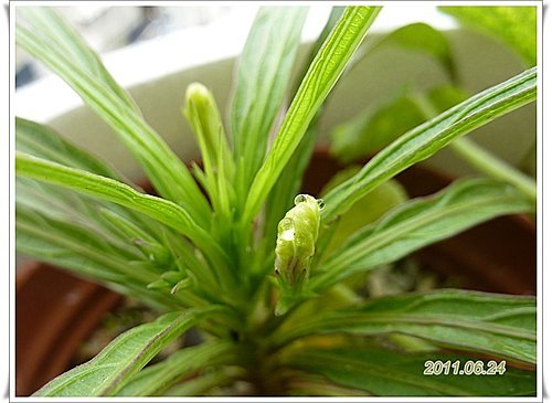 矮性紫色翠蘆莉~ 開花了 08