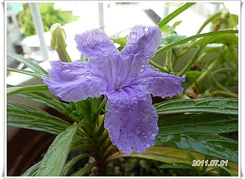矮性紫色翠蘆莉~ 開花了 09