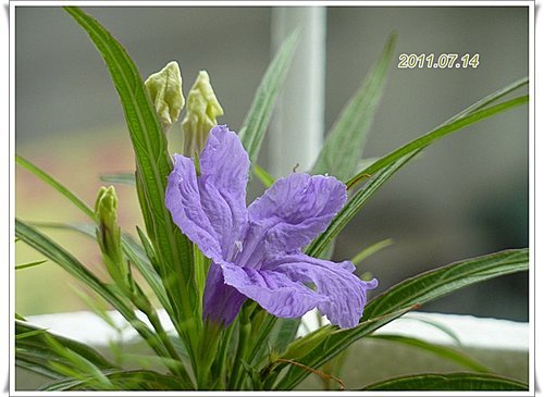 矮性紫色翠蘆莉~ 開花了 13