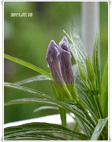 矮性紫色翠蘆莉~ 開花了 16