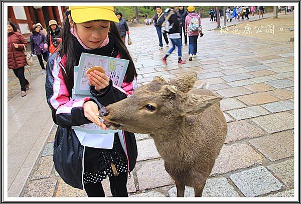 2013日本賞楓之旅D1041