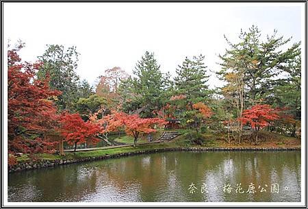 2013日本賞楓之旅D1060