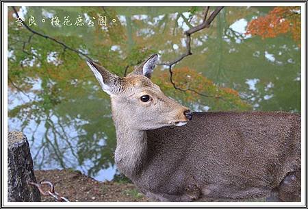 2013日本賞楓之旅D1066