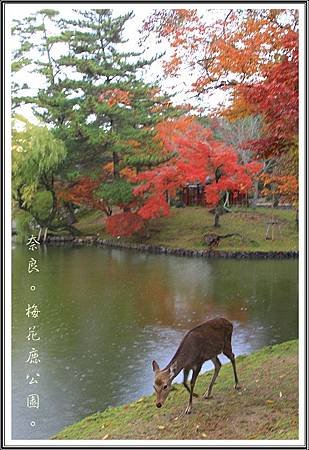 2013日本賞楓之旅D1071