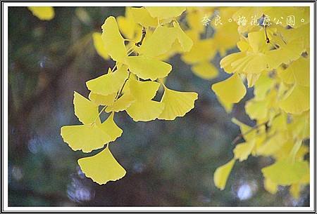 2013日本賞楓之旅D1077
