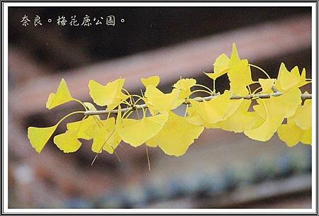 2013日本賞楓之旅D1079