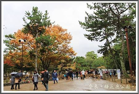 2013日本賞楓之旅D1080