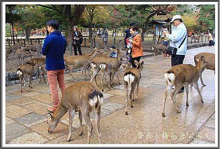 2013日本賞楓之旅D1083
