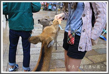 2013日本賞楓之旅D1088