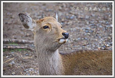 2013日本賞楓之旅D1089