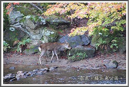 2013日本賞楓之旅D1092
