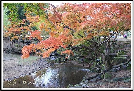 2013日本賞楓之旅D1094