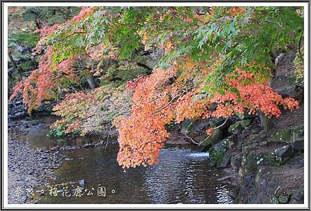 2013日本賞楓之旅D1095