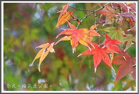 2013日本賞楓之旅D1097