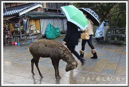 2013日本賞楓之旅D1099