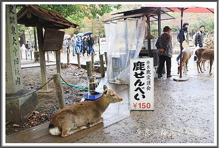 2013日本賞楓之旅D1102