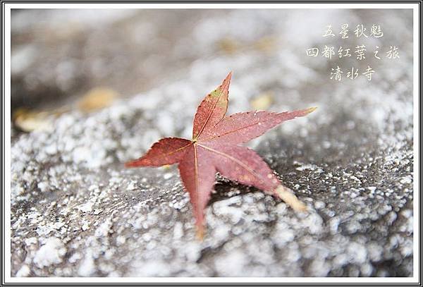 2013日本賞楓之旅D2103