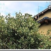 2013日本賞楓之旅D3115