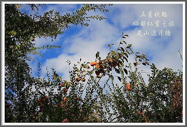 2013日本賞楓之旅D3173