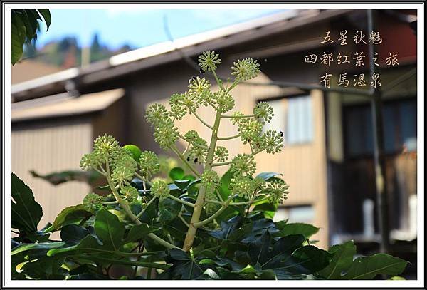 2013日本賞楓之旅D4090