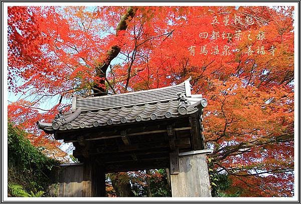 2013日本賞楓之旅D4098