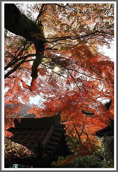 2013日本賞楓之旅D4100
