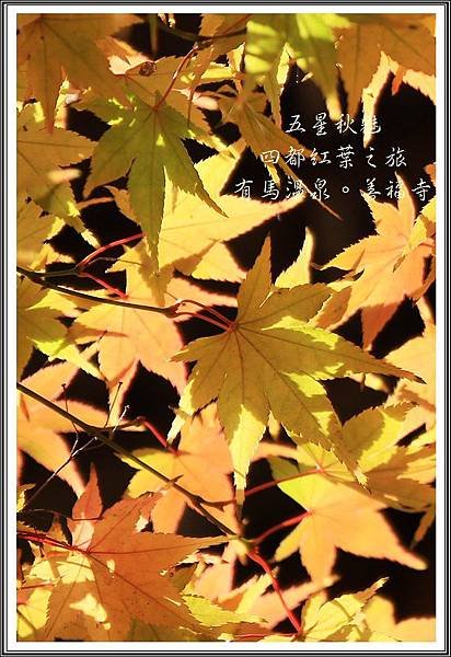 2013日本賞楓之旅D4105