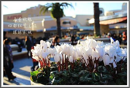2013日本賞楓之旅D5039