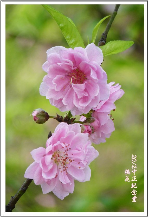 薔薇科-桃06