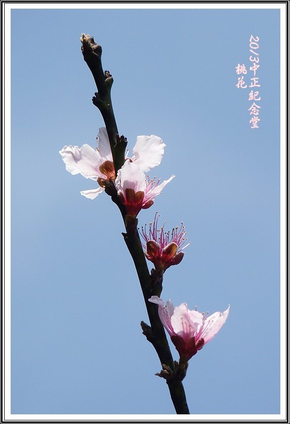 薔薇科-桃14